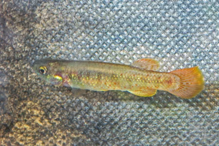 Fotografie druhu Fundulus chrysotus Everglades Holiday Park USA 2015 F1