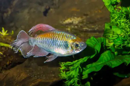 Fotografie druhu Phenacogrammus interruptus