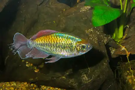 Fotografie druhu Phenacogrammus interruptus