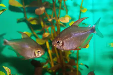 Fotografie druhu Hyphessobrycon peugeoti 