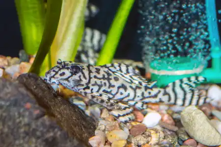Fotografie druhu Hypancistrus seideli