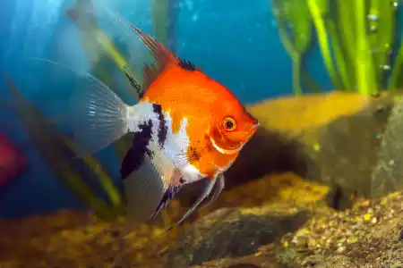 Fotografie druhu Pterophyllum scalare Red Devil