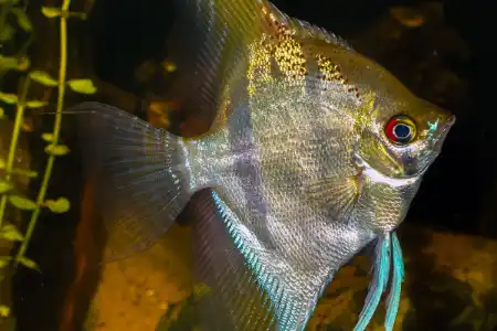 Fotografie druhu Pterophyllum scalare  Sao Gabriel