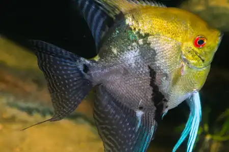 Fotografie druhu Pterophyllum scalare California