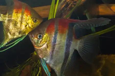 Fotografie druhu Pterophyllum scalare Manacapuru