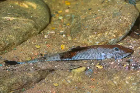 Fotografie druhu Pseudohemiodon apithanos