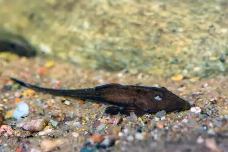 Fotografie druhu Pseudohemiodon apithanos