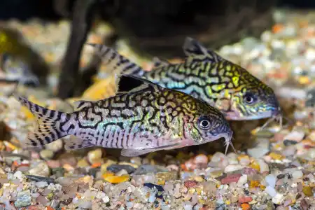 Fotografie druhu Brochis reticulata