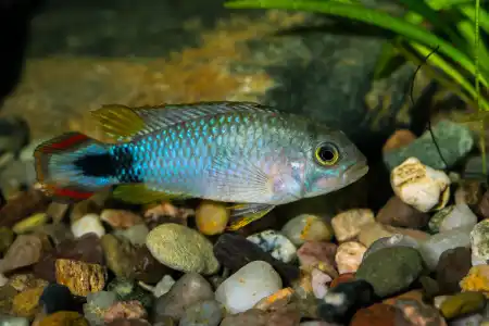 Fotografie druhu Apistogramma panduro