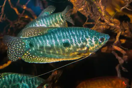 Trichopodus trichopterus  