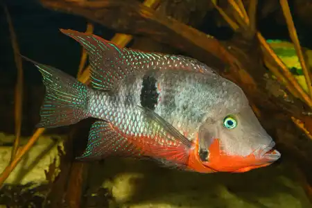 Fotografie druhu Thorichthys meeki