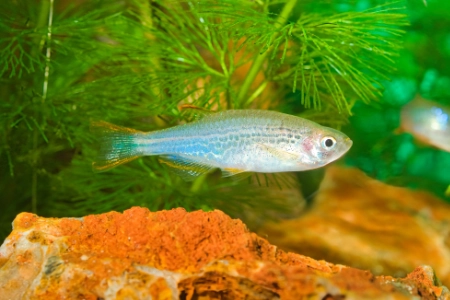 Fotografie druhu Danio kyathit
