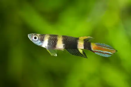Fotografie druhu Epiplatys annulatus