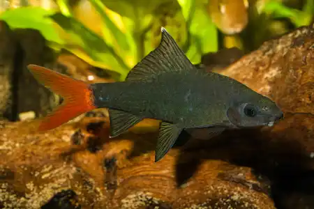 Fotografie druhu Epalzeorhynchos bicolor
