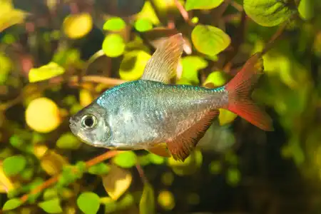 Fotografie druhu Hyphessobrycon columbianus
