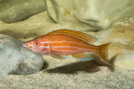 Fotografie druhu Paracyprichromis nigripinnis Blue Neon Albino