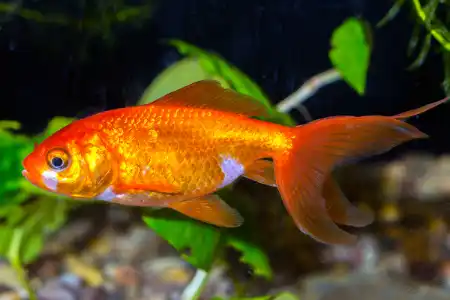 Carassius auratus  