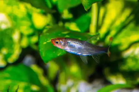 Fotografie druhu Sawbwa resplendens