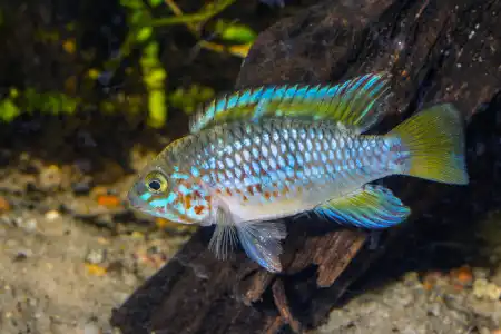 Fotografie druhu Apistogramma ortegai