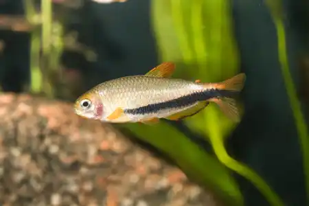 Fotografie druhu Inpaichthys luizae 